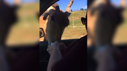 Ram STEALS Food From Family