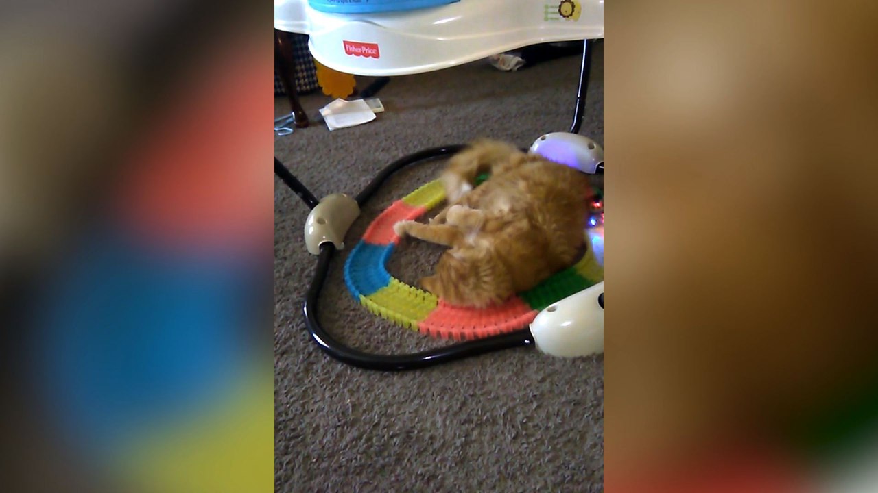 Cat DESTROYS Toy Train