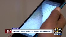 Valley woman says her apartment is infested with scorpions