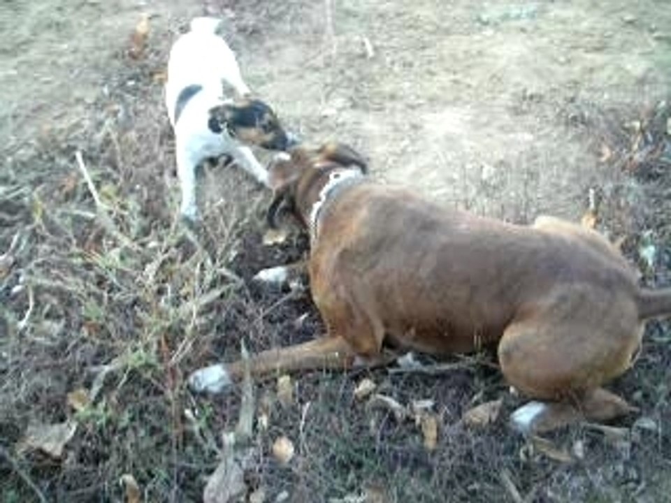 boxer vs jack russel