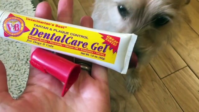 DANIEL TIGER Brushing Teeth with Light Up Life Of Pets Toothbrush!-MSM08VZ4RYM