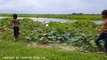 Wow! Two Children Catch Big Snake Near Cows While Picking Lotus in the River