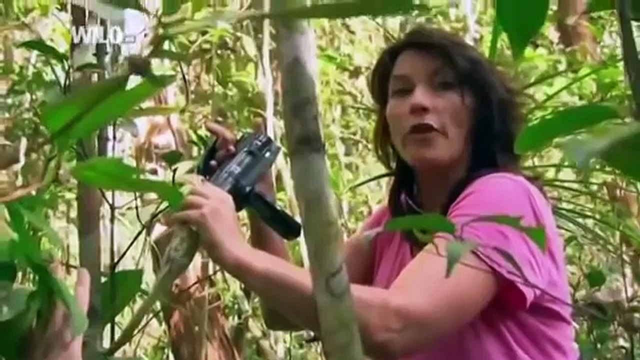 Natures Freaks Giant Nosed Monkey [National Geographic Documentary HD]