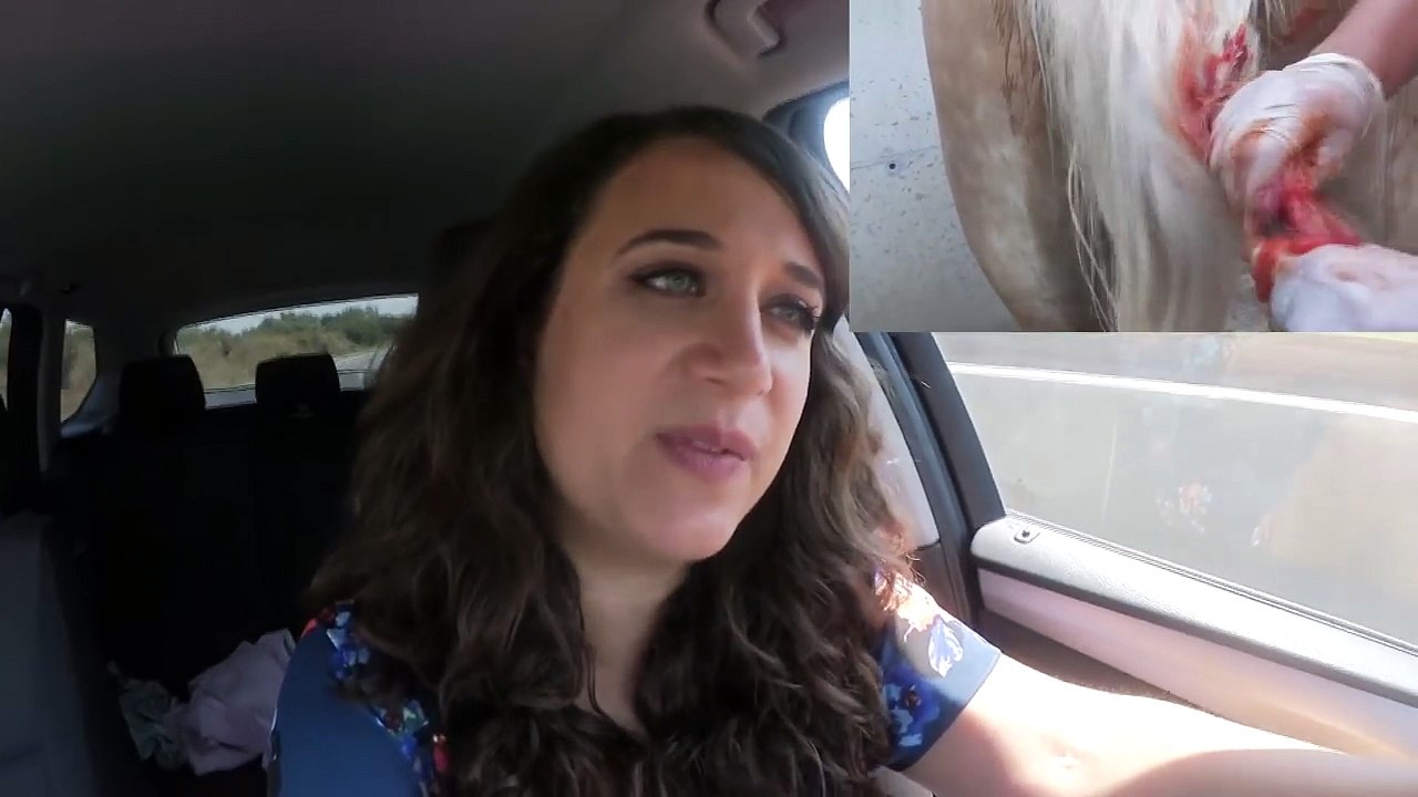 Schweif waschen mit KETCHUP? Test! Haflinger Vorher/Nachher Ergebnis + FAIL