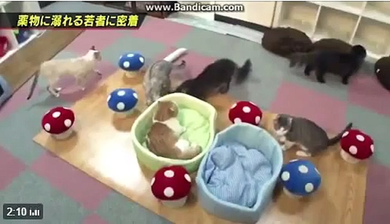 胸キュン マンチカンの薬物使用者