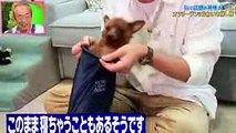 天才!志村どうぶつ園 動物とじゃれる松潤がかわいい