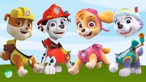 Baby Learn Colors with Wrong Heads paw patrol Everest, Marshall, Skye, Rubble - Colour for Kids