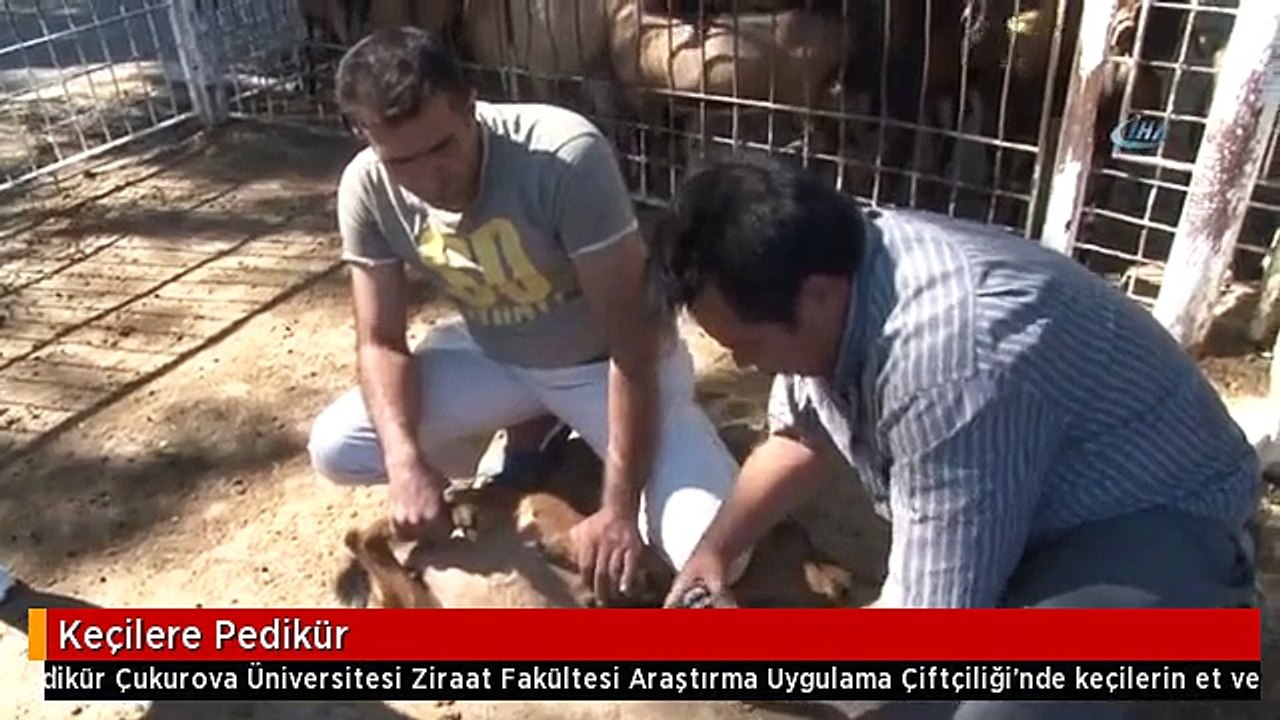 Keçilere Pedikür