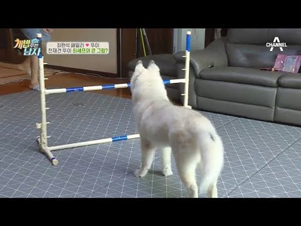 달려라 뚜이~♬ 천재견의 능력을 보여줘! #집에서_허들넘기