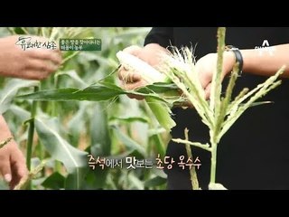 농약 0! 당도 보장! 푸르게 잘 익은 내 사랑 옥수수를 소개합니다♥