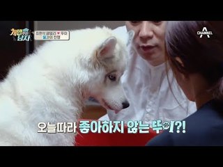 뚜이가 제일 좋아하는 개터파크 개장! 그러나 영 심드렁한 뚜이?!