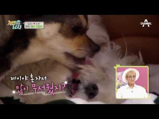 쎈 누나♥제이 동생, 댕댕이들의 사랑스러운 우애! #집사가_없을_때