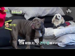 [반려견 육아 꿀팁] 강아지가 싸울 때 대처법: 모른 척 방에 들어가기