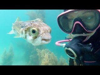 Scuba Diver Gets Up Close and Personal With Majestic Pufferfish