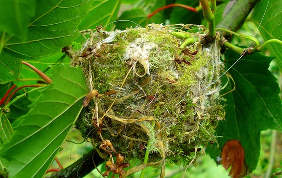 Vành Khuyên - Loài chim thông minh làm tổ nguỵ trang bằng rêu để tránh kẻ thù