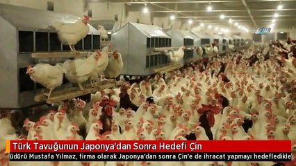 Türk Tavuğunun Japonya'dan Sonra Hedefi Çin