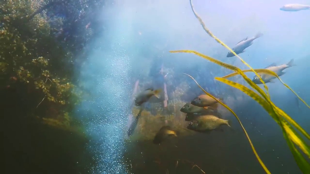 Un appât pour poisson miraculeux!