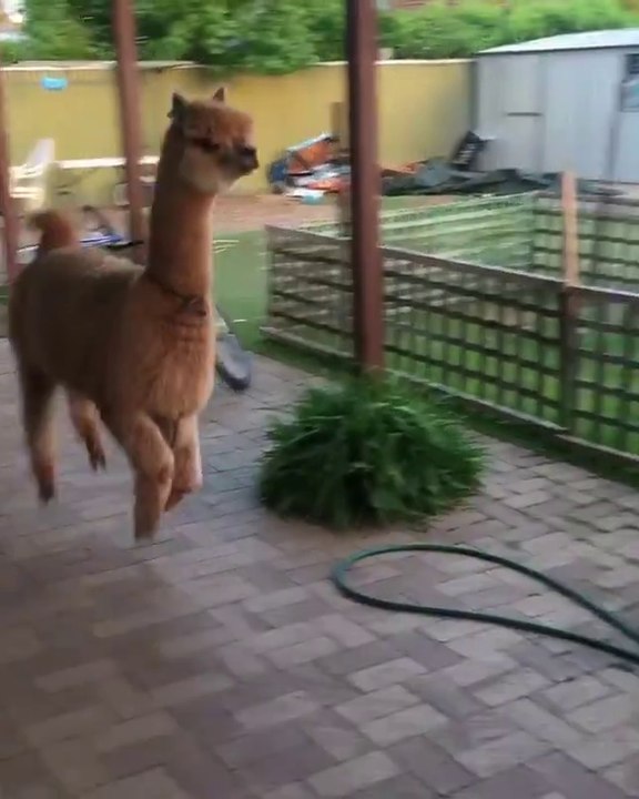 Il s'amuse à trap-trap avec son Alpaga de compagnie... Animal adorable