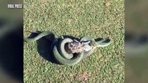 Combat serpent contre un gros lezard