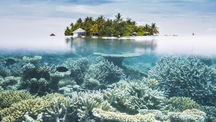 Why the Great Barrier Reef Needs Us More Than Ever