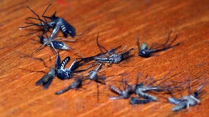 蚊子最怕這一碗水，讓你一覺睡到天亮！