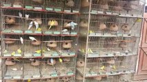 Budgies Parrots ki breeding cages me karwane ke faide aur nuqsan in Urdu/Hindi.