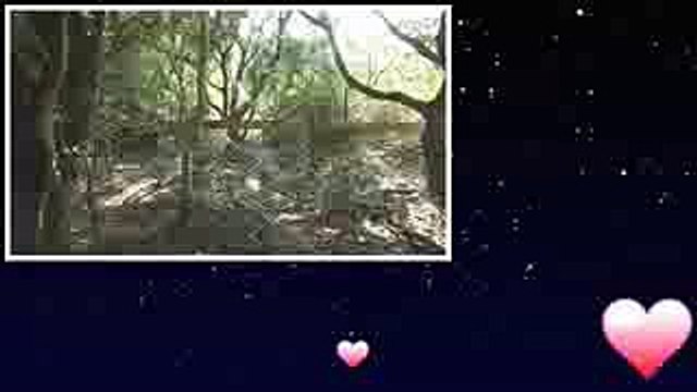 ザ!鉄腕!DASH DASH島の味噌ついに完成・2時間SP！ 2016年3月13日　160313