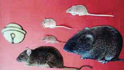 おしゃべり女の唇にチャックを