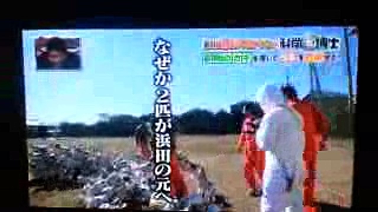 【ガキの使い、科学博士】毎年のガラガラパターンを必死に捕まえる方正