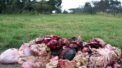 3 lions se jettent sur de la viande comme des sauvages