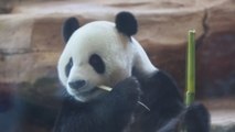 Indonesia presenta a la prensa a la pareja de osos pandas Hun Chun y Cai Tao
