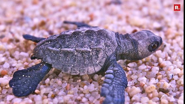 Sea Fishing Banned To Protect Olive Ridley Sea Turtles