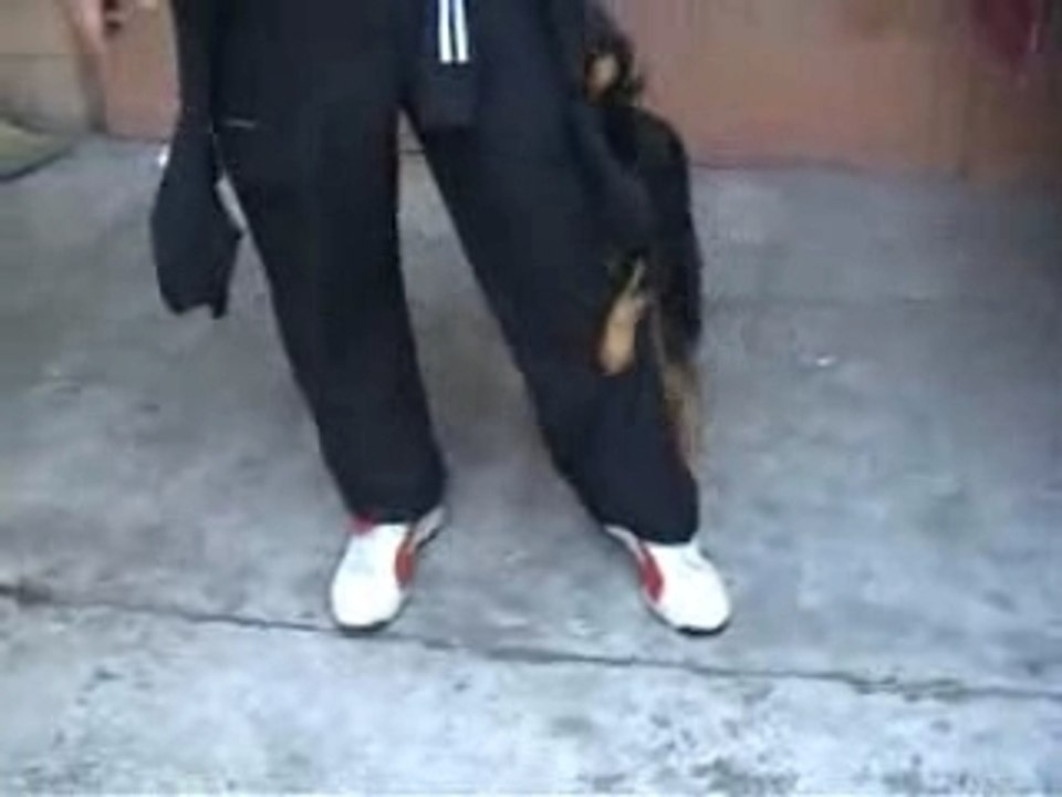 Cane confuso