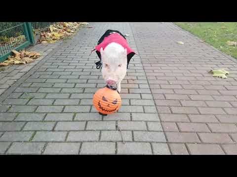 Moritz the Pig Goes Trick-or-Treating