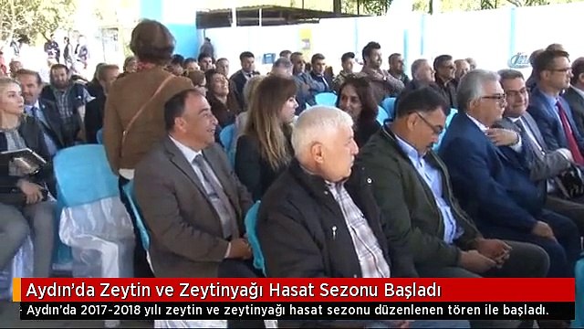 Aydın'da Zeytin ve Zeytinyağı Hasat Sezonu Başladı