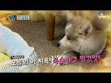 [미공개] 차우차우&허스키의 꽁냥꽁냥 대기실 현장!_웹오리지널 ver