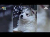 (husky puppy) 아기 허스키 뚜이 꽃미모 짤방 大방출!_개밥주는남자_170616