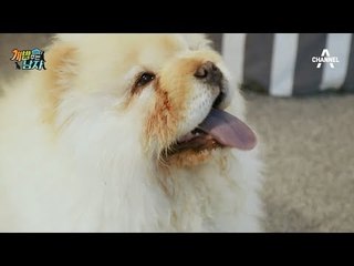 (chow chow puppy) 아기 차우차우 직캠♥ 솜뭉치가 몽실몽실_개밥주는남자_170609