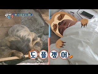 [아빠본색 선공개] 이윤석 나무늘보설..싱크로율 100%