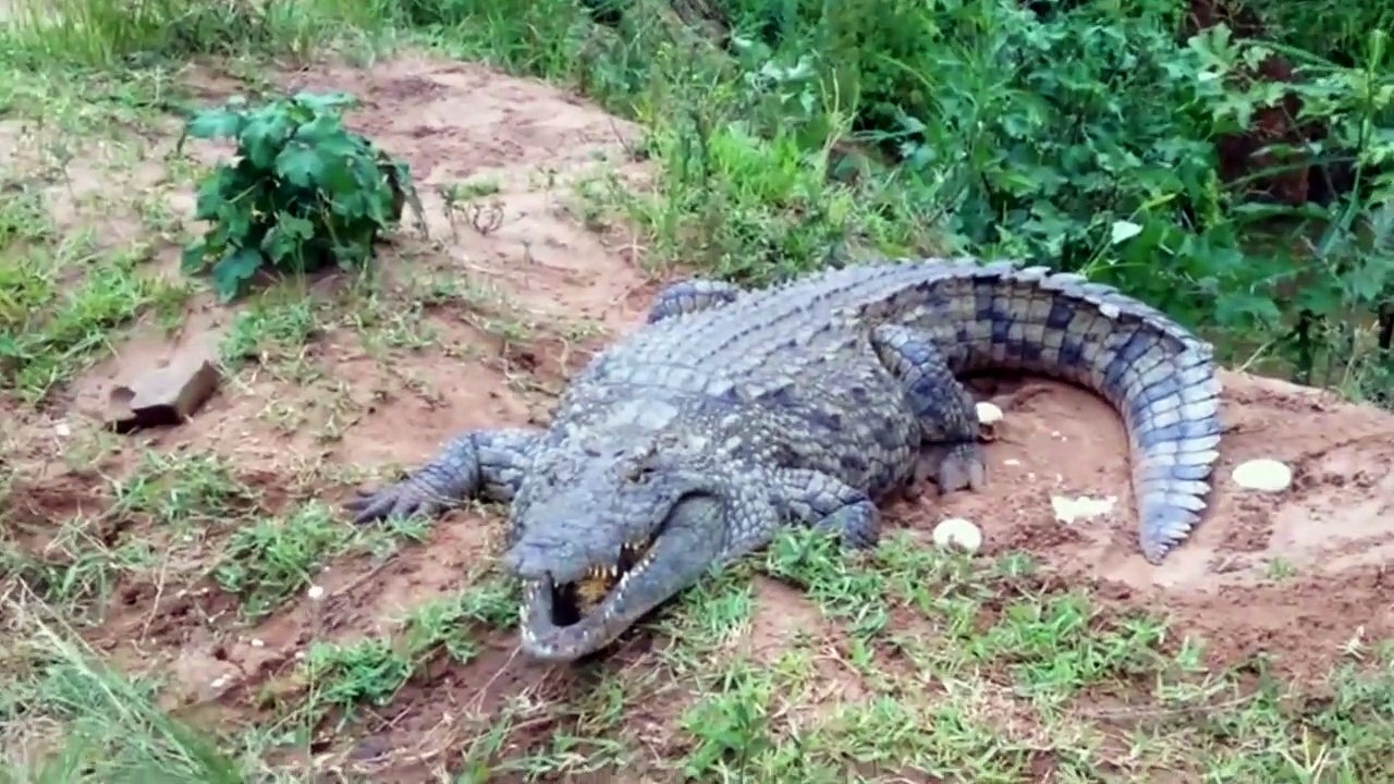 Toujours se méfier d'un crocodile en colère...