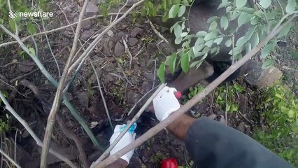 Snared wildebeest charges rescuer in Swaziland game reserve