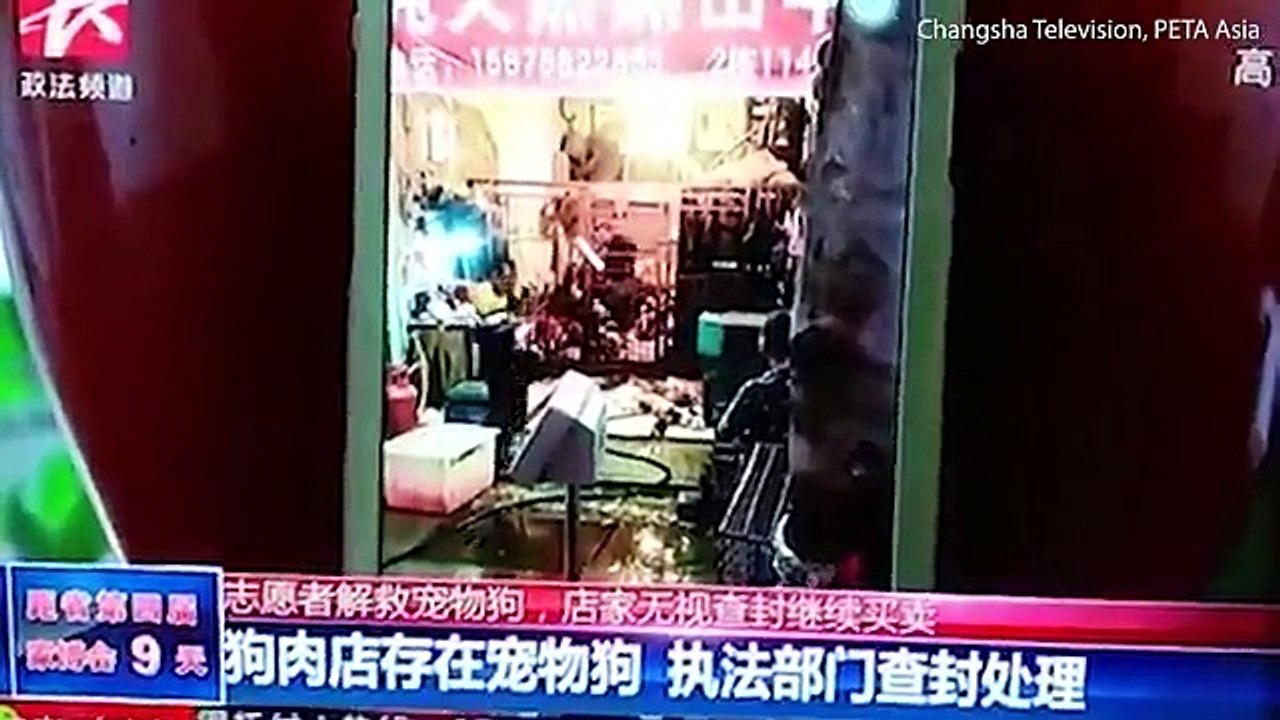 Des employés d'une usine illégale à chiens s'amusent à brûler des chiens avec une torche.