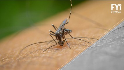 This Clothes Work Better Than Repellent