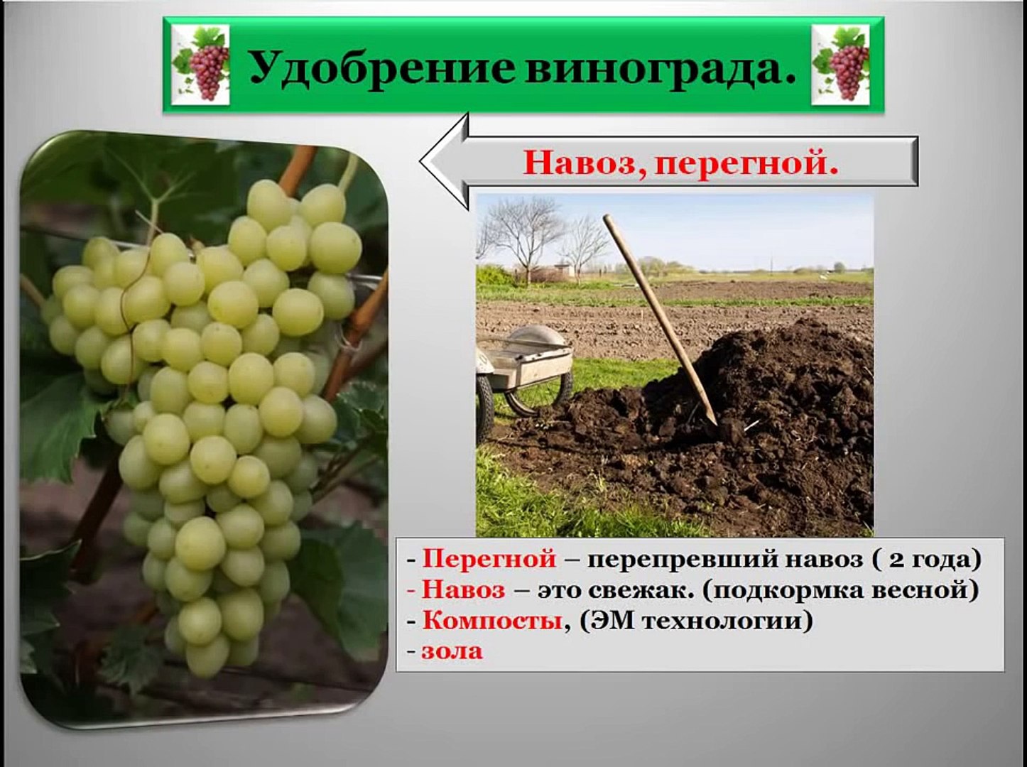 Чем удобрять виноград весной. Удобрение для винограда. Весеннее удобрение для винограда. Подкормка винограда. Схема подкормки винограда.