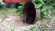 Awesome Quick Bird Trap Using Plastic Buckets - How To Make Plastic Buckets Bird Trap Work 100%