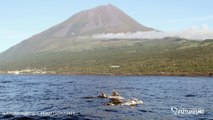 Futurismo Whale Watching, Pico, Azores, Portugal