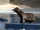 ABC15 EXCLUSIVE: Meet Sunny, the first sea lion born in Arizona - ABC15 Digital