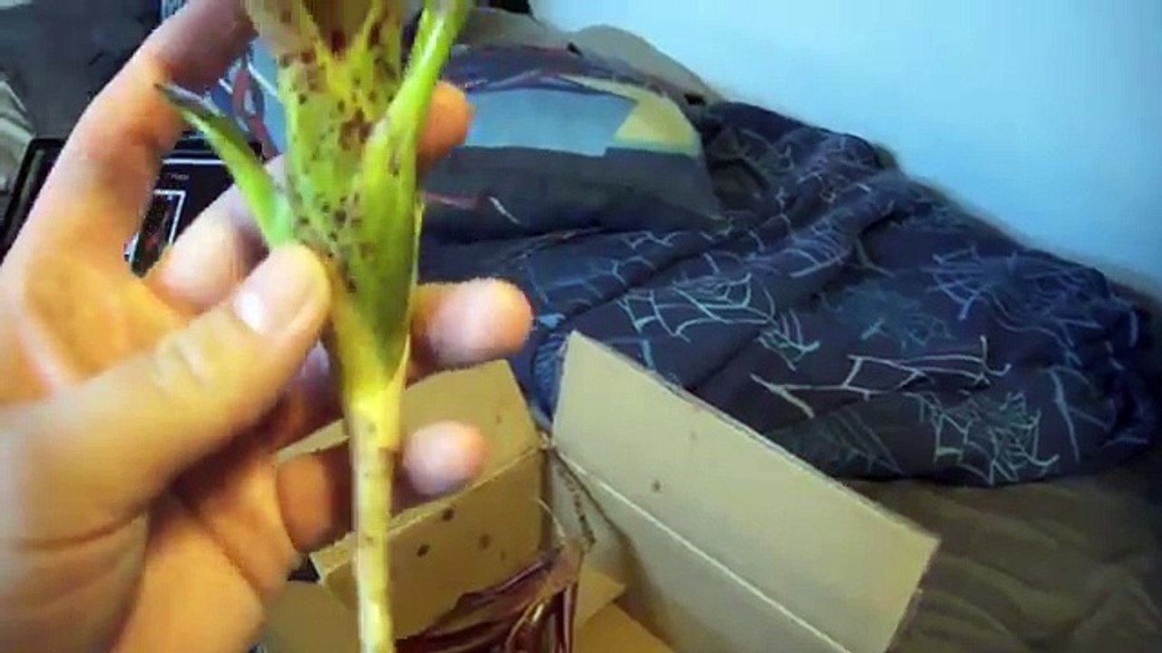 TERRARIUM PLANT UNBOXING!!