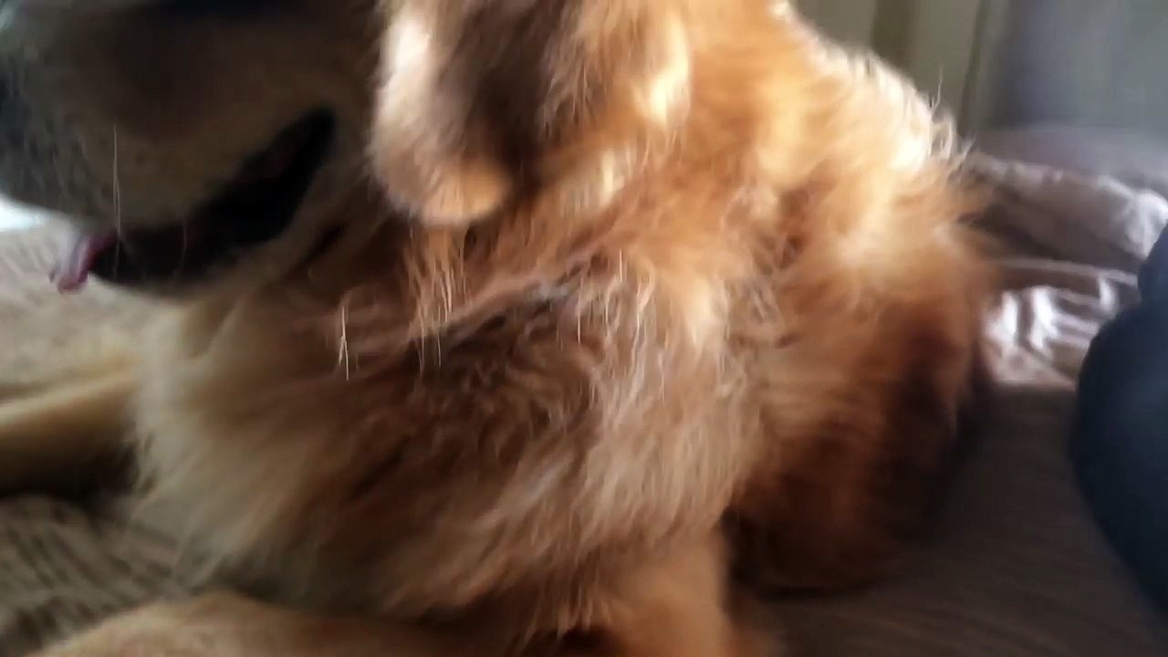 Ce chien essaye la réalité virtuelle avec le casque pour de vrai !