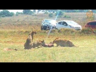 feeding chitaa in south africa zoo